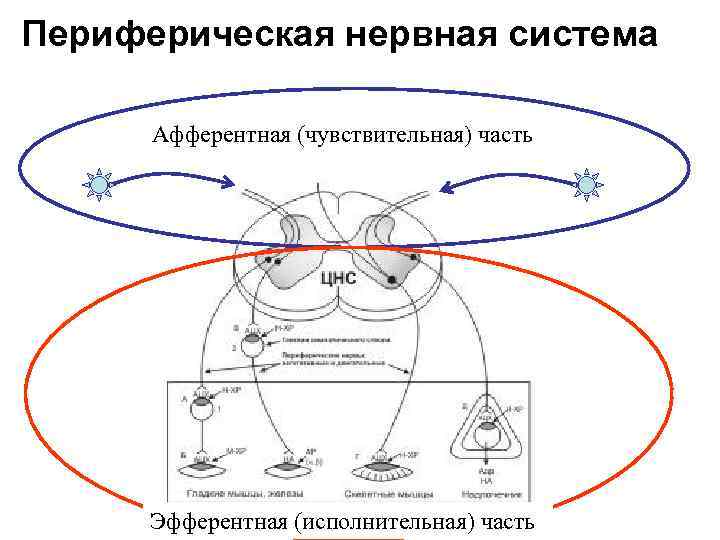 Периферическая нервная система Афферентная (чувствительная) часть Эфферентная (исполнительная) часть 