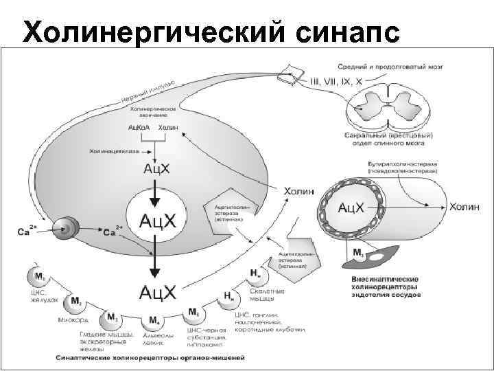 Холинергический синапс 