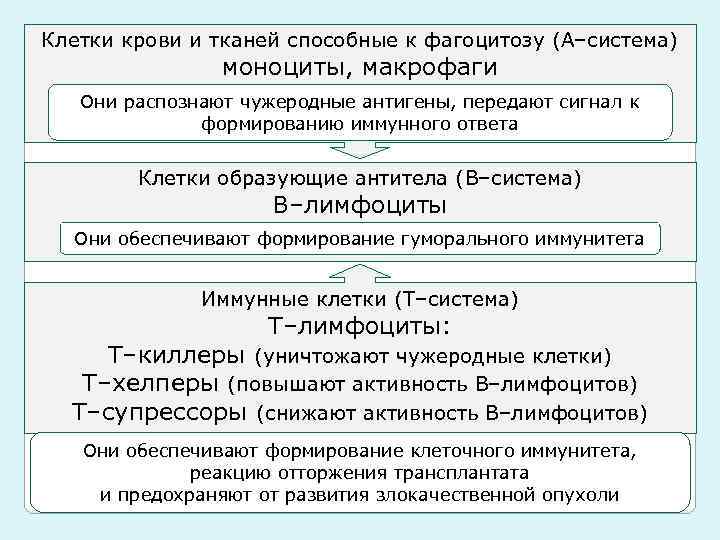 Клетки крови и тканей способные к фагоцитозу (А–система) Иммунную систему образуют иммунокомпетентные клетки моноциты,