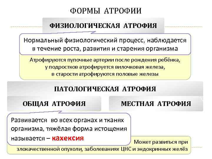 ФОРМЫ АТРОФИИ ФИЗИОЛОГИЧЕСКАЯ АТРОФИЯ Нормальный физиологический процесс, наблюдается в течение роста, развития и старения