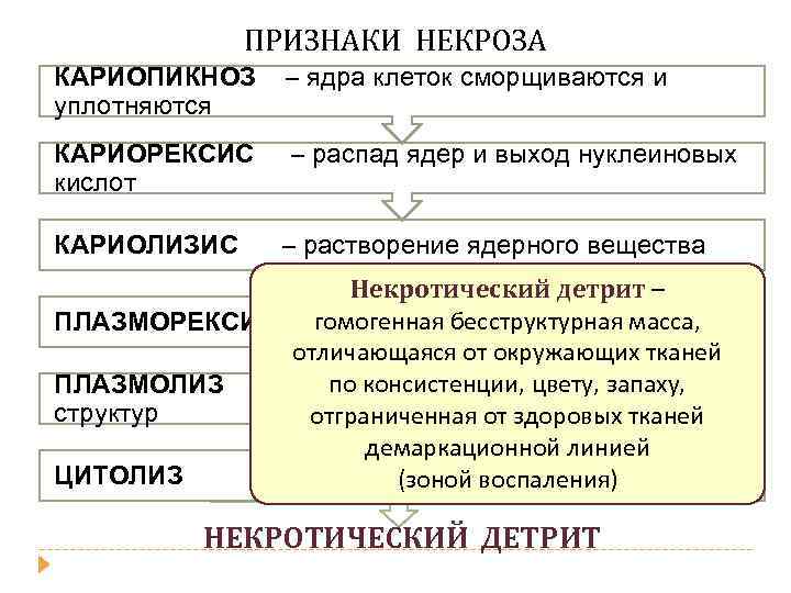 ПРИЗНАКИ НЕКРОЗА КАРИОПИКНОЗ уплотняются – ядра клеток сморщиваются и КАРИОРЕКСИС кислот – распад ядер