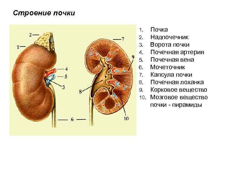 Строение почки 1. 2. 3. 4. 5. 6. 7. 8. 9. 10. Почка Надпочечник