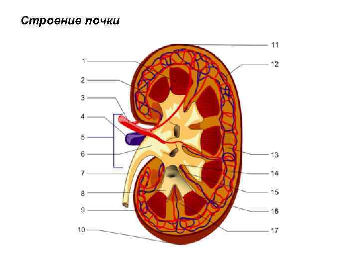 Строение почки 