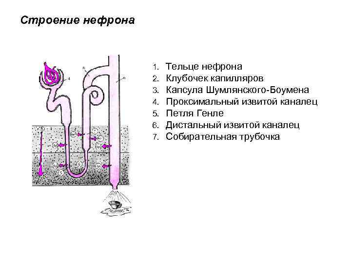 Строение нефрона 1. 2. 3. 4. 5. 6. 7. Тельце нефрона Клубочек капилляров Капсула