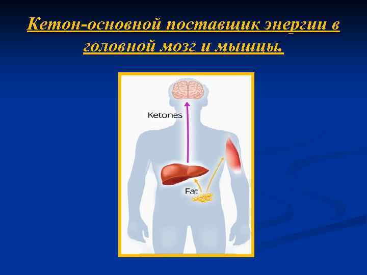 Кетон-основной поставщик энергии в головной мозг и мышцы. 