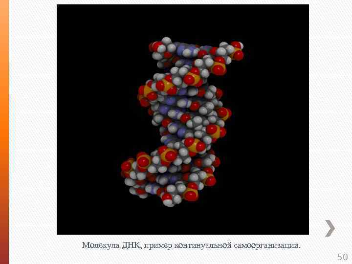 Молекула ДНК, пример континуальной самоорганизации. 50 
