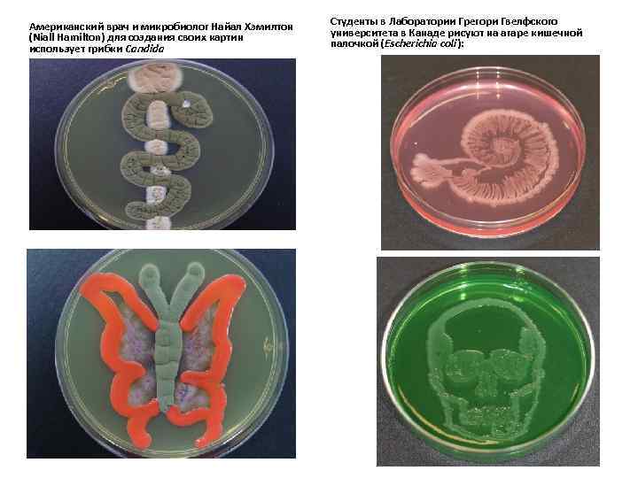 Американский врач и микробиолог Найал Хэмилтон (Niall Hamilton) для создания своих картин использует грибки