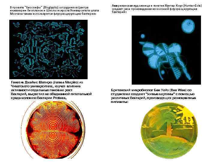 В проекте "Биоглифы" (Bioglyphs) сотрудников Центра инженерии биопленок и Школы искусств Университета штата Монтана