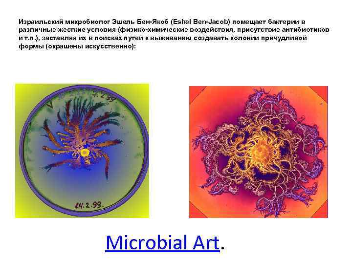 Израильский микробиолог Эшель Бен-Якоб (Eshel Ben-Jacob) помещает бактерии в различные жесткие условия (физико-химические воздействия,