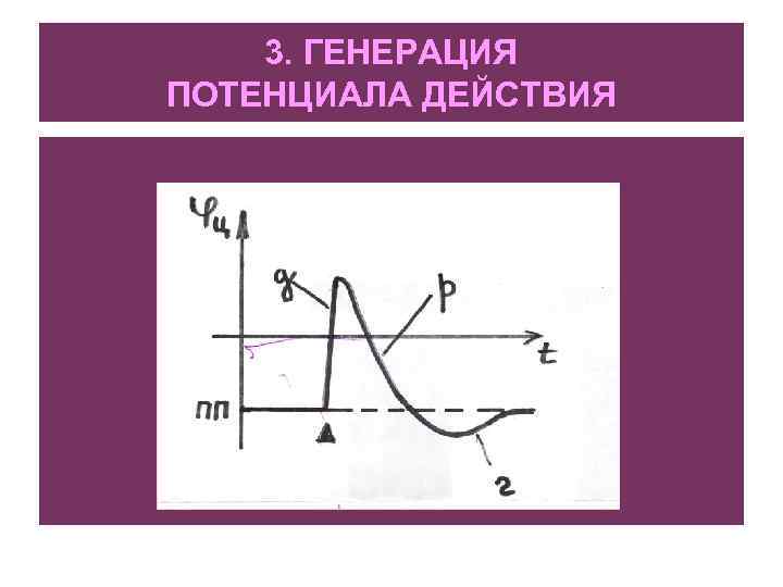 Потенциал действия схема