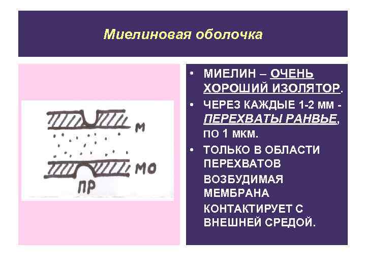 Миелиновая оболочка • МИЕЛИН – ОЧЕНЬ ХОРОШИЙ ИЗОЛЯТОР. • ЧЕРЕЗ КАЖДЫЕ 1 -2 ММ