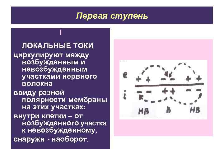 Первая ступень I ЛОКАЛЬНЫЕ ТОКИ циркулируют между возбужденным и невозбужденным участками нервного волокна ввиду