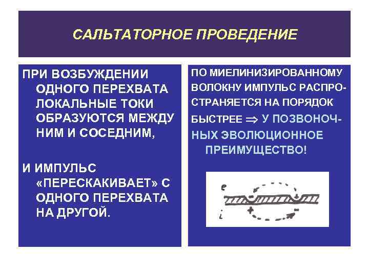 САЛЬТАТОРНОЕ ПРОВЕДЕНИЕ ПРИ ВОЗБУЖДЕНИИ ОДНОГО ПЕРЕХВАТА ЛОКАЛЬНЫЕ ТОКИ ОБРАЗУЮТСЯ МЕЖДУ НИМ И СОСЕДНИМ, И