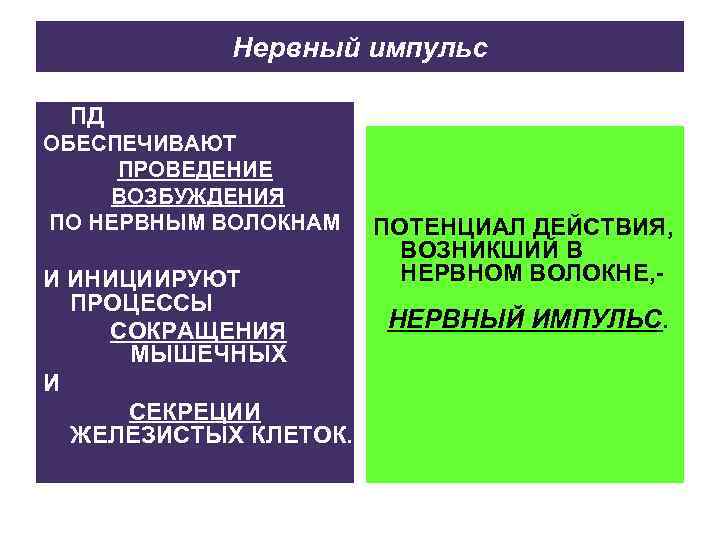 Нервный импульс ПД ОБЕСПЕЧИВАЮТ ПРОВЕДЕНИЕ ВОЗБУЖДЕНИЯ ПО НЕРВНЫМ ВОЛОКНАМ И ИНИЦИИРУЮТ ПРОЦЕССЫ СОКРАЩЕНИЯ МЫШЕЧНЫХ