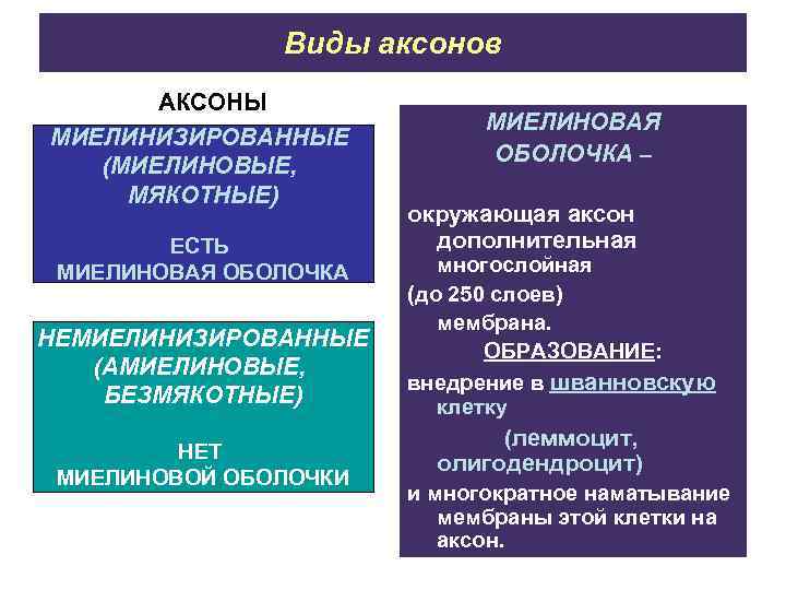 Виды аксонов АКСОНЫ МИЕЛИНИЗИРОВАННЫЕ (МИЕЛИНОВЫЕ, МЯКОТНЫЕ) ЕСТЬ МИЕЛИНОВАЯ ОБОЛОЧКА НЕМИЕЛИНИЗИРОВАННЫЕ (АМИЕЛИНОВЫЕ, БЕЗМЯКОТНЫЕ) НЕТ МИЕЛИНОВОЙ