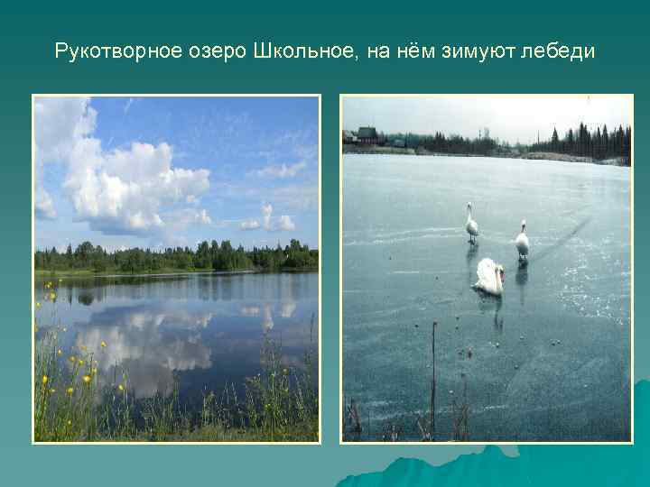 Рукотворное озеро Школьное, на нём зимуют лебеди 