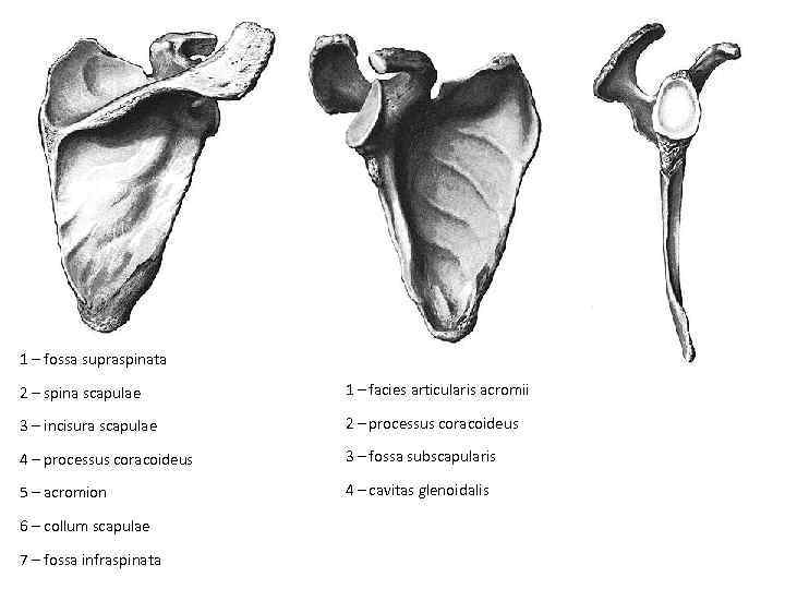 1 – fossa supraspinata 2 – spina scapulae 1 – facies articularis acromii 3