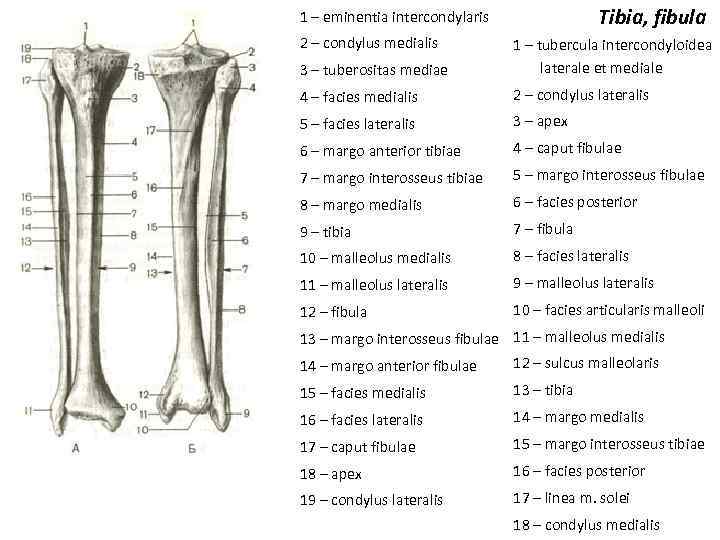 Tibia, fibula 1 – eminentia intercondylaris 2 – condylus medialis 3 – tuberositas mediae