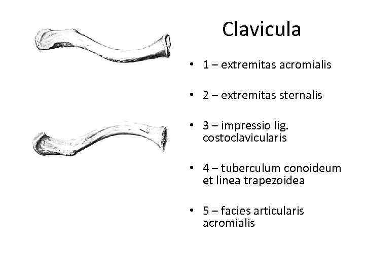 Clavicula • 1 – extremitas acromialis • 2 – extremitas sternalis • 3 –