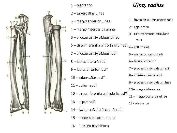 1 – olecranon Ulna, radius 2 – tuberositas ulnae 3 – margo anterior ulnae