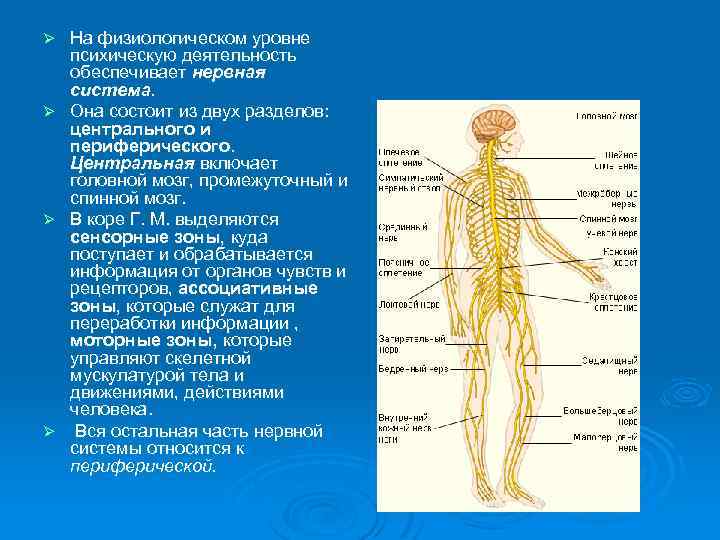 На физиологическом уровне психическую деятельность обеспечивает нервная система. Ø Она состоит из двух разделов: