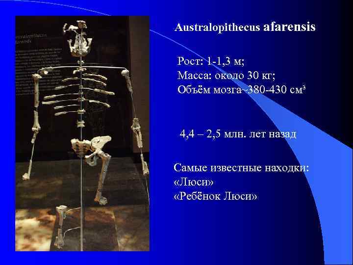 Australopithecus afarensis Рост: 1 -1, 3 м; Масса: около 30 кг; Объём мозга~380 -430