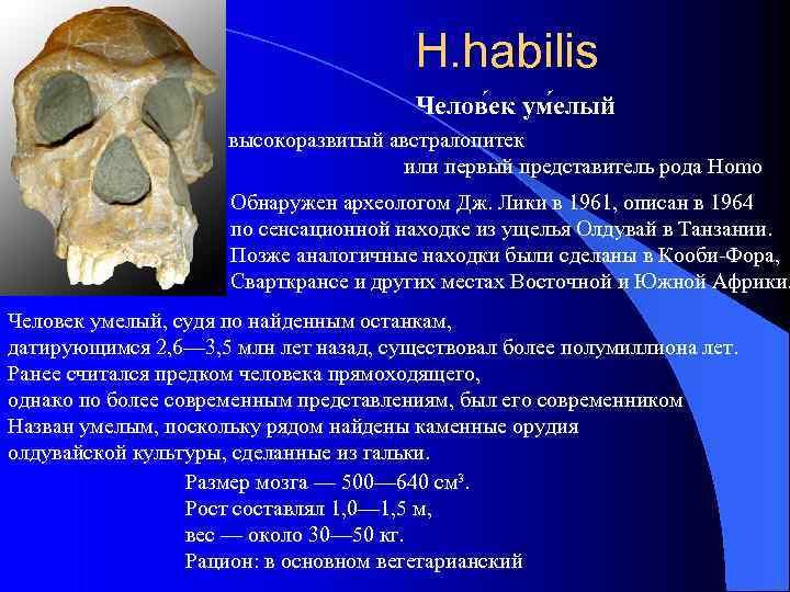 Австралопитек homo habilis. Размер мозга человека умелого. Человек умелый представители. Человек умелый объем мозга. Масса мозга человека умелого.