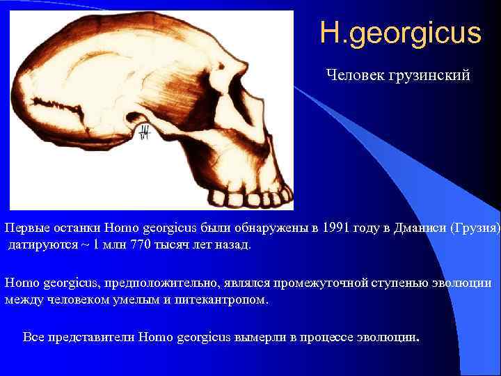 H. georgicus Человек грузинский Первые останки Homo georgicus были обнаружены в 1991 году в