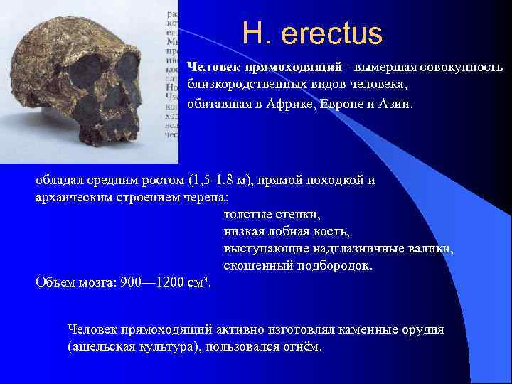 H. erectus Человек прямоходящий - вымершая совокупность близкородственных видов человека, обитавшая в Африке, Европе