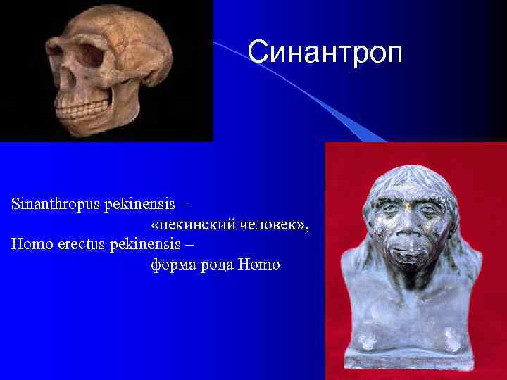 Синантроп Sinanthropus pekinensis – «пекинский человек» , Homo erectus pekinensis – форма рода Homo