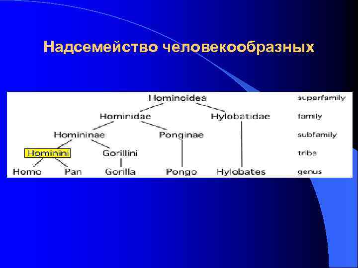 Надсемейство человекообразных 