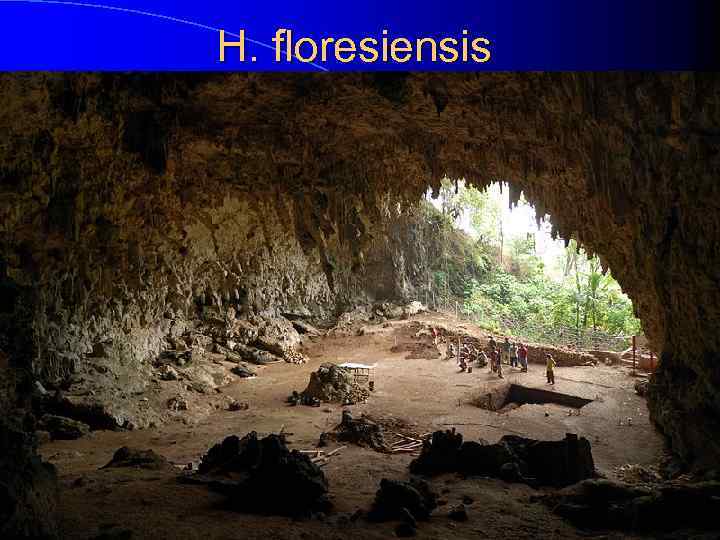 H. floresiensis 