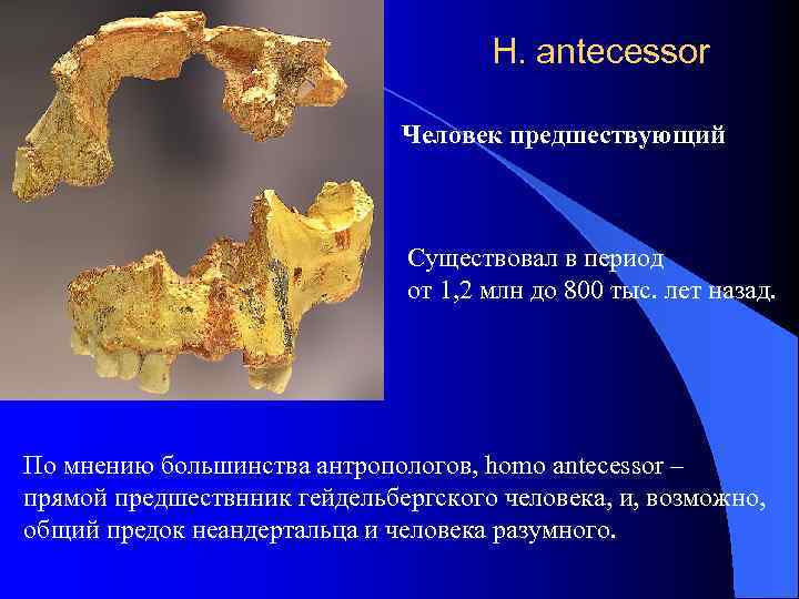 H. antecessor Человек предшествующий Существовал в период от 1, 2 млн до 800 тыс.