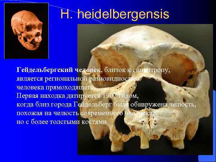 H. heidelbergensis Гейдельбергский человек, близок к синантропу, является региональной разновидностью человека прямоходящего. Первая находка