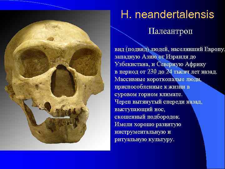 H. neandertalensis Палеантроп вид (подвид) людей, населявший Европу, западную Азию от Израиля до Узбекистана,