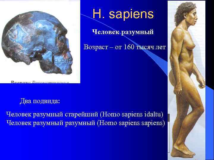 Термин homo sapiens. Человек разумный. Возраст хомо сапиенс. Человек разумный разумный. Сапиенс человек разумный.