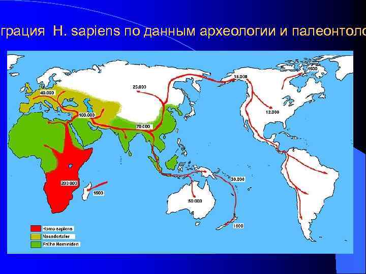 играция H. sapiens по данным археологии и палеонтоло 