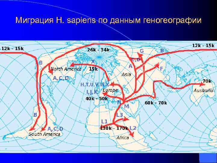 Миграция H. sapiens по данным геногеографии 