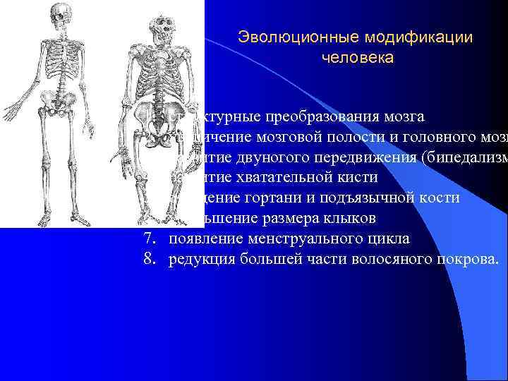 Эволюционные модификации человека 1. 2. 3. 4. 5. 6. 7. 8. структурные преобразования мозга