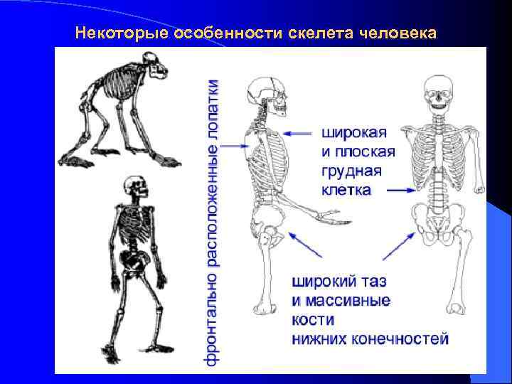 Некоторые особенности скелета человека 