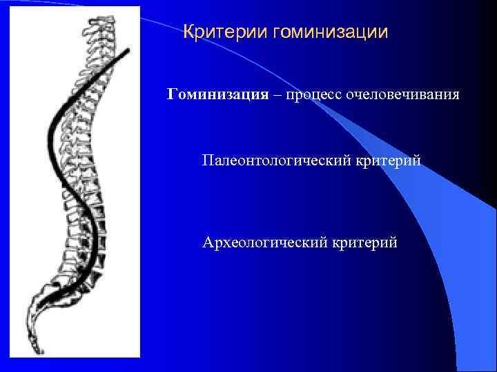 Критерии гоминизации Гоминизация – процесс очеловечивания Палеонтологический критерий Археологический критерий 