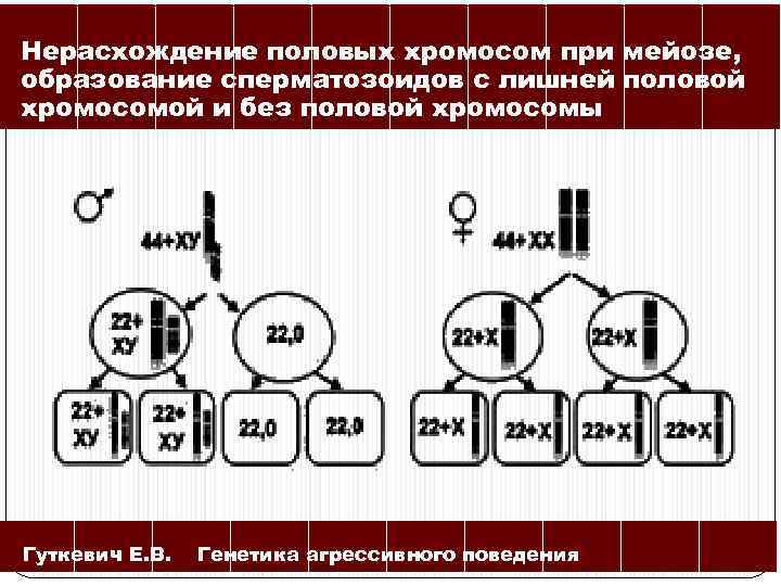 Нерасхождение половых хромосом при мейозе, образование сперматозоидов с лишней половой хромосомой и без половой