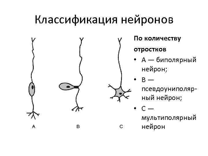 Мультиполярный нейрон рисунок