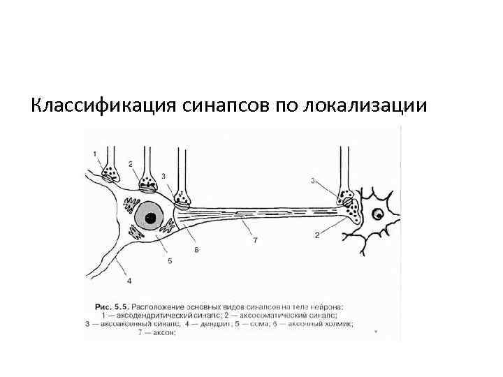 Классификация межнейронных синапсов