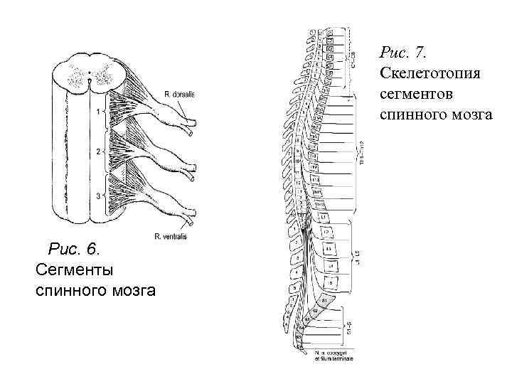 Рис. 7. Скелетотопия сегментов спинного мозга Рис. 6. Сегменты спинного мозга 