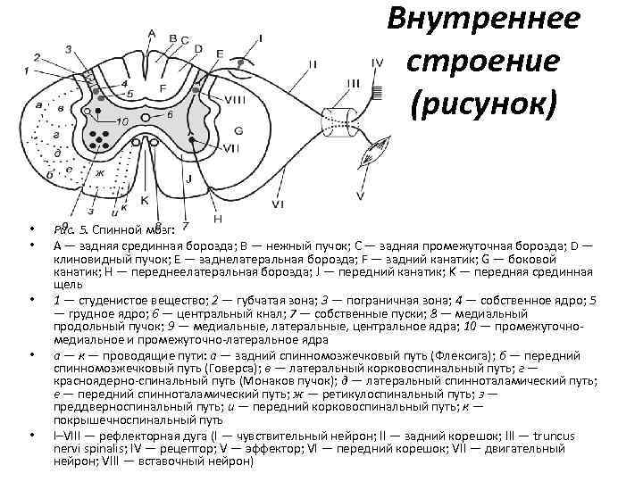 Внутреннее строение (рисунок) • • • Рис. 5. Спинной мозг: A — задняя срединная