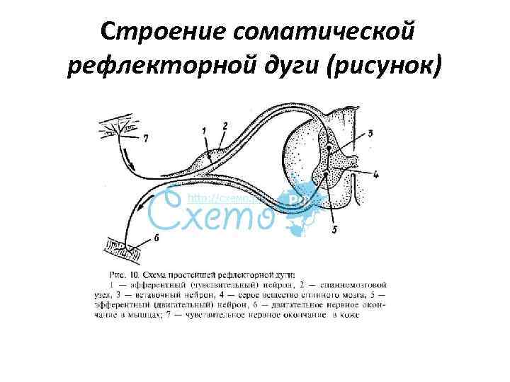 Схема работы рефлекторной дуги