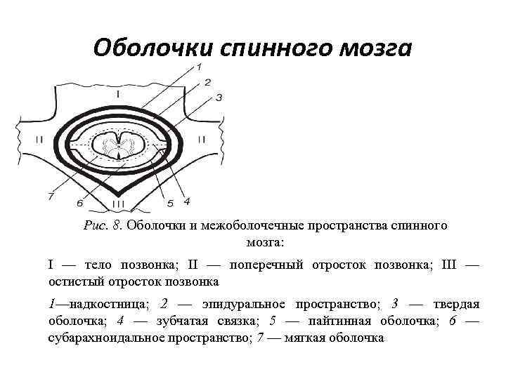 Оболочка пространства. Оболочки и МЕЖОБОЛОЧЕЧНЫЕ пространства спинного мозга. Оболочки спинного мозга схема. Оболочки и МЕЖОБОЛОЧЕЧНЫЕ пространства мозга схема. 4. Оболочки и МЕЖОБОЛОЧЕЧНЫЕ пространства спинного мозга..