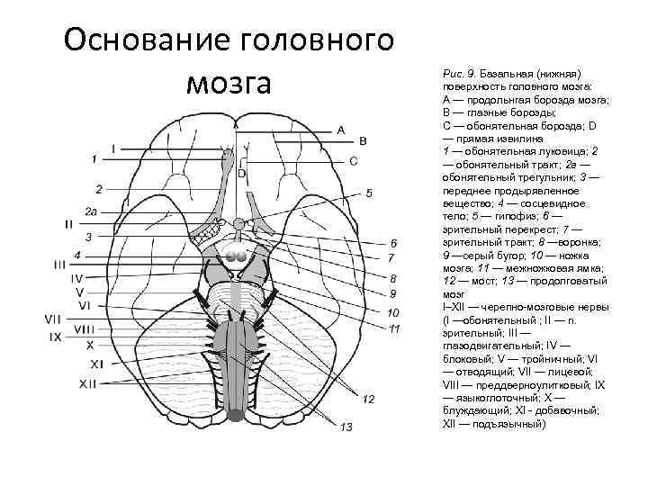 Основание головного мозга Рис. 9. Базальная (нижняя) поверхность головного мозга: A — продольнгая борозда