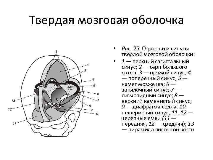 Отростки твердой мозговой оболочки головного мозга. Твердая мозговая оболочка намет мозжечка. Синусы и отростки твердой мозговой оболочки. Серп большого мозга и намет мозжечка.